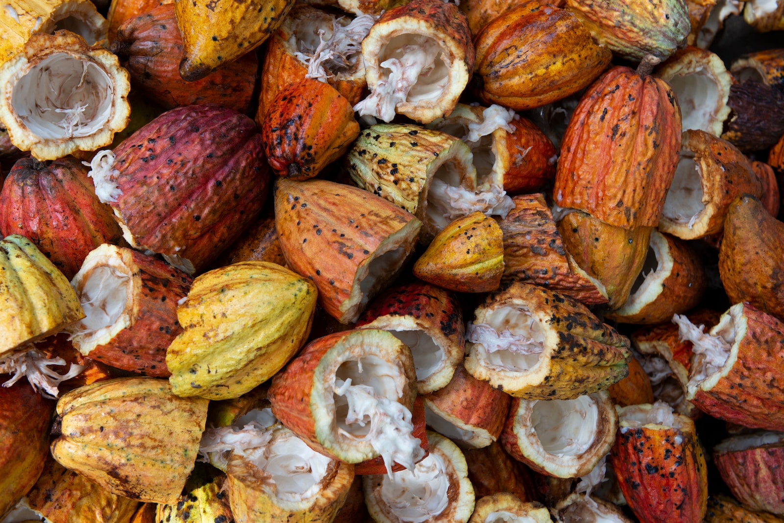 open cacao fruit lot